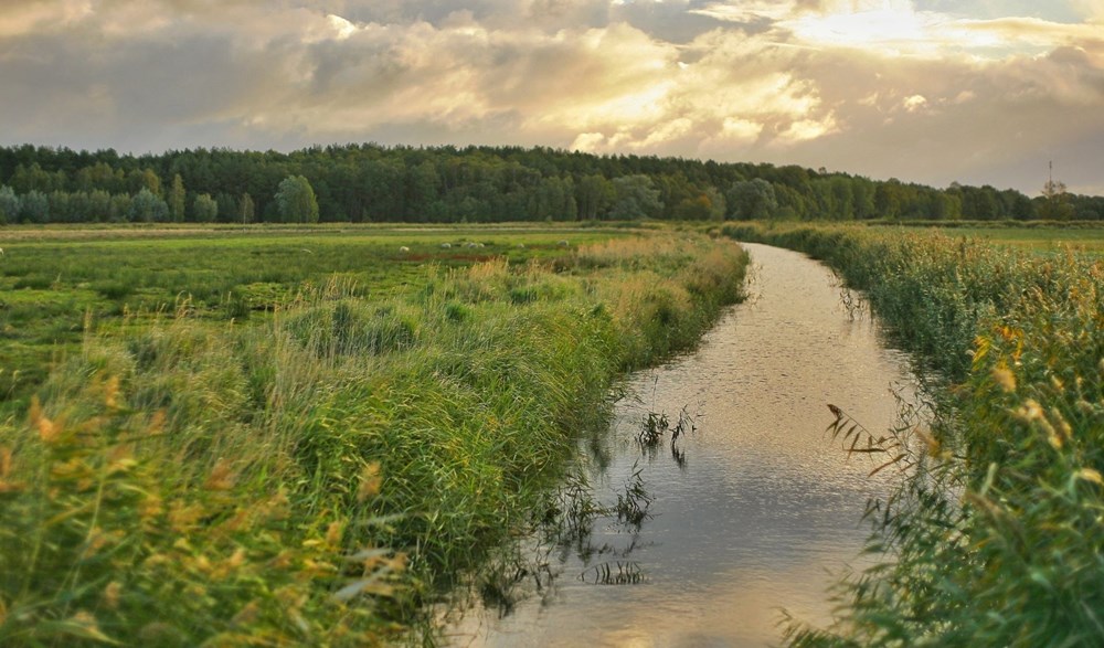 Field with a river running through it